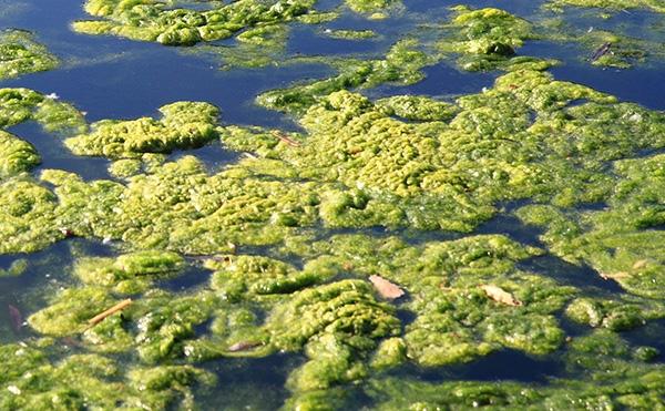 When Should You Treat Pond Algae in the Midwest?