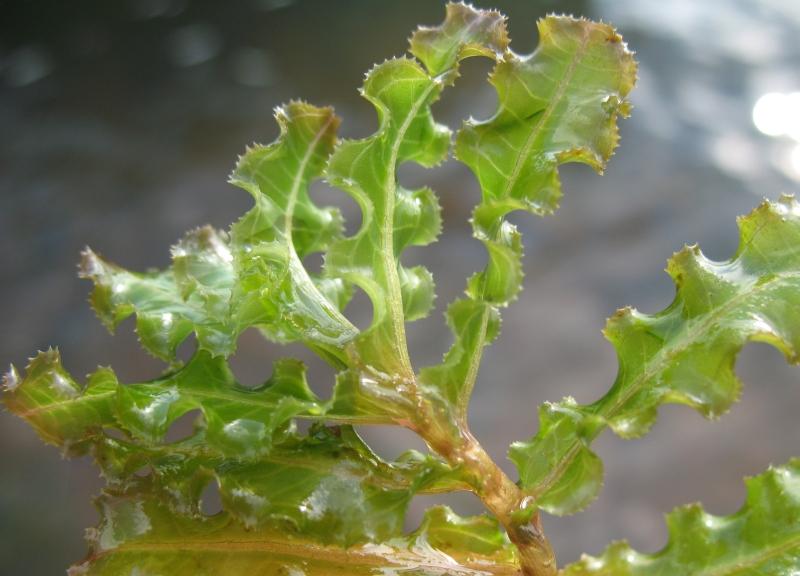 Curly-leaf pondweed showing wavy, serrated leaves in a freshwater lake