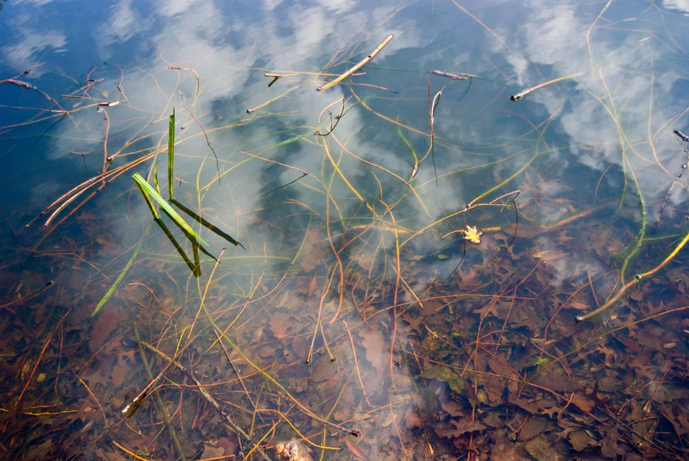 Dead or decaying aquatic vegetation in shallow pond water.
Suggested alt text: Dying aquatic vegetation decomposing in a freshwater pond.