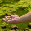 Kasco Macro-Zyme Bacteria Muck Pellets